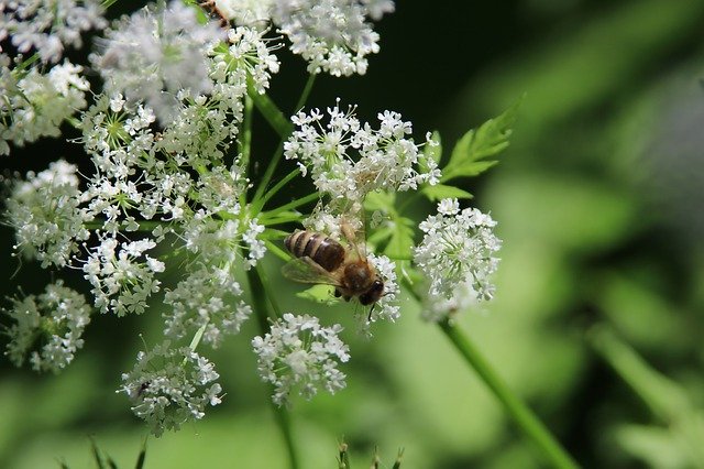 Безкоштовно завантажте Macro Flower Bee – безкоштовну фотографію чи зображення для редагування за допомогою онлайн-редактора зображень GIMP