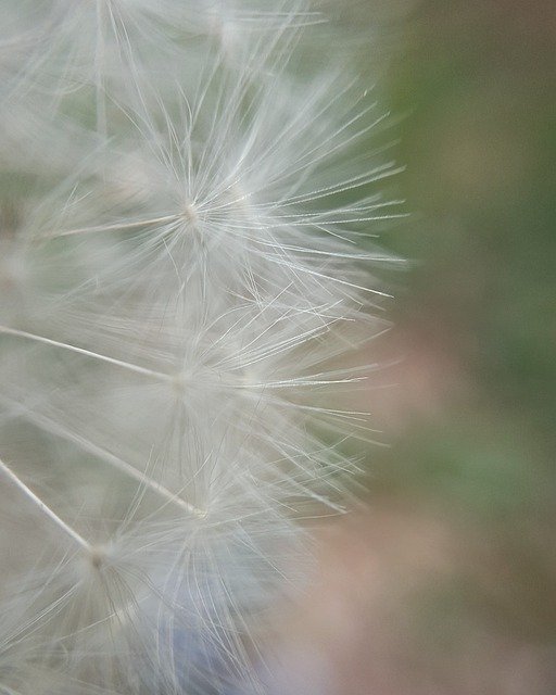 Bezpłatne pobieranie Macro Flower Cykorii - darmowe zdjęcie lub obraz do edycji za pomocą internetowego edytora obrazów GIMP