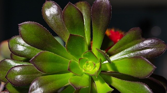 Descarga gratuita Macro Flower Flora: foto o imagen gratuita para editar con el editor de imágenes en línea GIMP