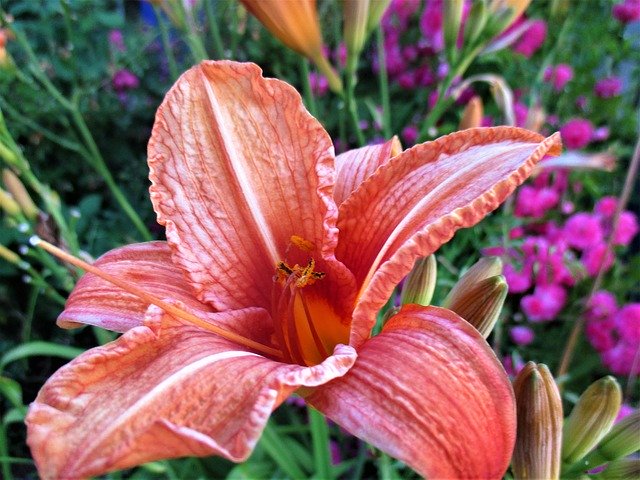 Free picture Macro Flower Lily -  to be edited by GIMP free image editor by OffiDocs