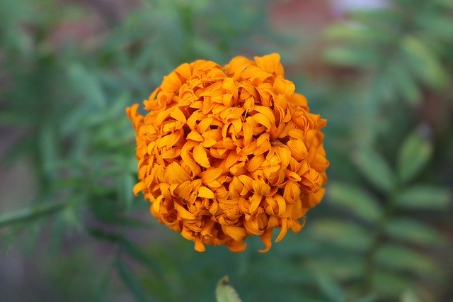 دانلود رایگان Macro Flower Plant - عکس یا تصویر رایگان قابل ویرایش با ویرایشگر تصویر آنلاین GIMP