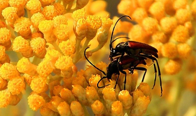 Muat turun percuma Macro Flowers Nature - foto atau gambar percuma untuk diedit dengan editor imej dalam talian GIMP