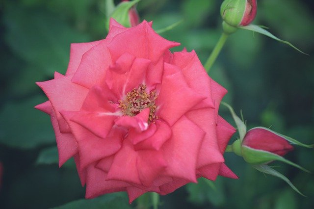 Muat turun percuma Macro Flower Throat - foto atau gambar percuma percuma untuk diedit dengan editor imej dalam talian GIMP