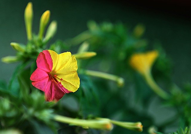 Descărcare gratuită Macro Flower Turkey - fotografie sau imagini gratuite pentru a fi editate cu editorul de imagini online GIMP