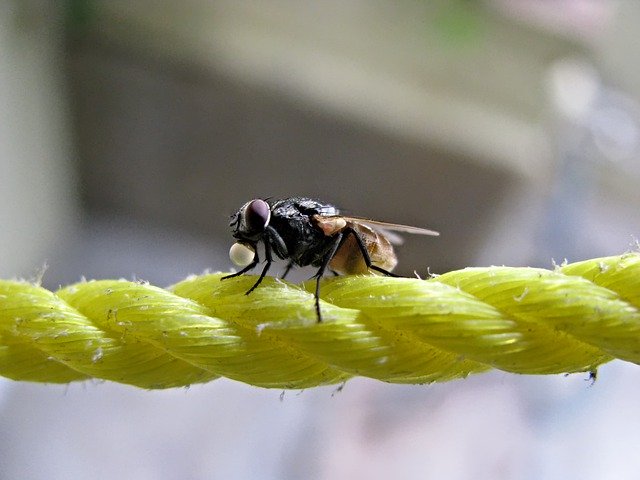 Free download Macro Fly Insect -  free photo or picture to be edited with GIMP online image editor