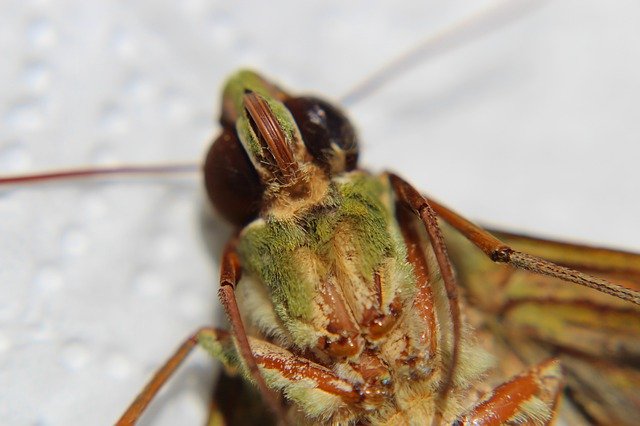 Download gratuito Macro Green Insects - foto o immagine gratuita gratuita da modificare con l'editor di immagini online GIMP
