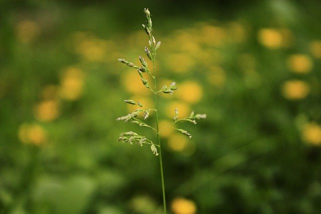 Free download Macro Greens Yellow -  free photo or picture to be edited with GIMP online image editor