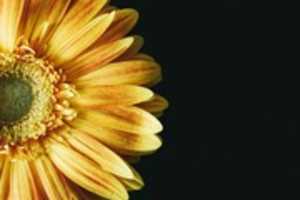 Free download Macro images free photo or picture to be edited with GIMP online image editor