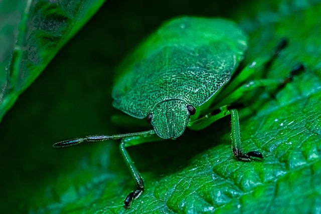 Free download macro insect green leaf eyes free picture to be edited with GIMP free online image editor