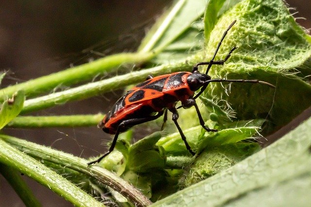 Kostenloser Download Macro Insect Nature Close - kostenloses Foto oder Bild zur Bearbeitung mit GIMP Online-Bildbearbeitung