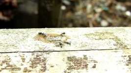 Free download Macro Insects -  free video to be edited with OpenShot online video editor