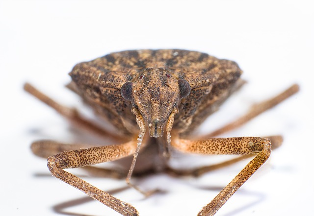 Free download macro insects animal yellow eyes free picture to be edited with GIMP free online image editor