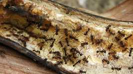 Free download Macro Insects Ant Foragers -  free video to be edited with OpenShot online video editor