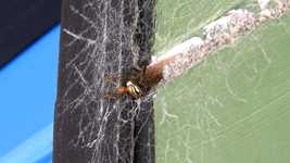 Free download Macro Insects Fight Catch -  free video to be edited with OpenShot online video editor