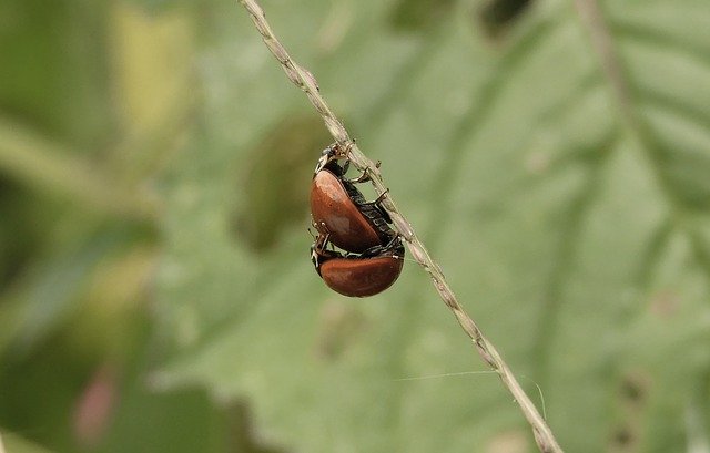 دانلود رایگان Macro Insects Ladybugs - عکس یا تصویر رایگان قابل ویرایش با ویرایشگر تصویر آنلاین GIMP