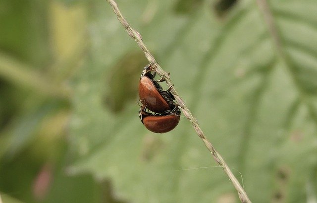 Free download Macro Insects Ladybugs -  free photo or picture to be edited with GIMP online image editor