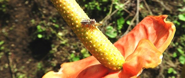 Free download Macro Insect Spider Hunter -  free photo or picture to be edited with GIMP online image editor