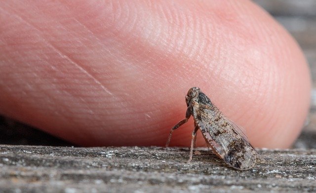 Free download Macro Insect Thumb -  free photo or picture to be edited with GIMP online image editor