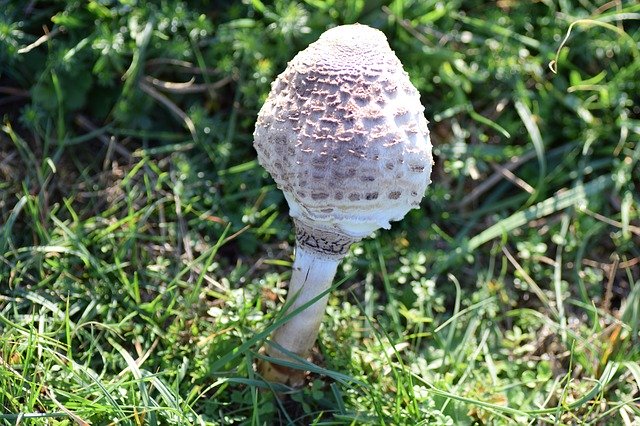 Free download Macrolepiota Procera Agaric -  free photo or picture to be edited with GIMP online image editor