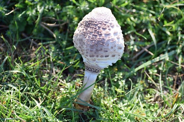 Descarga gratuita Macrolepiota Procera Agaric: foto o imagen gratuita para editar con el editor de imágenes en línea GIMP