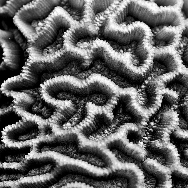Free download Macro Monochrome Black White -  free photo or picture to be edited with GIMP online image editor