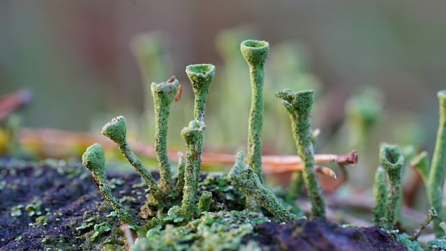 Free download macro mushrooms forest mycology free picture to be edited with GIMP free online image editor