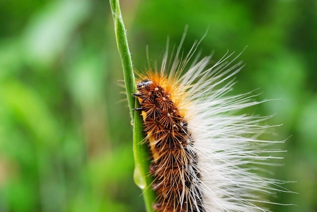 Free download macro nature close up caterpillar free picture to be edited with GIMP free online image editor