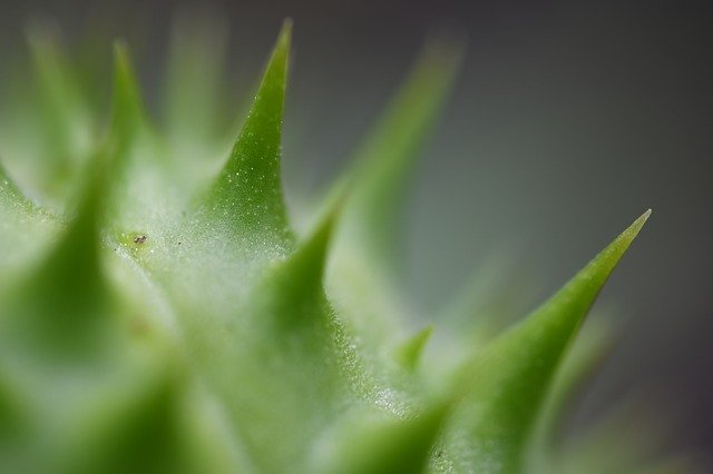 Muat turun percuma Macro Nature Flower - foto atau gambar percuma untuk diedit dengan editor imej dalam talian GIMP