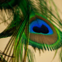 Macro Peacock Feather  screen for extension Chrome web store in OffiDocs Chromium