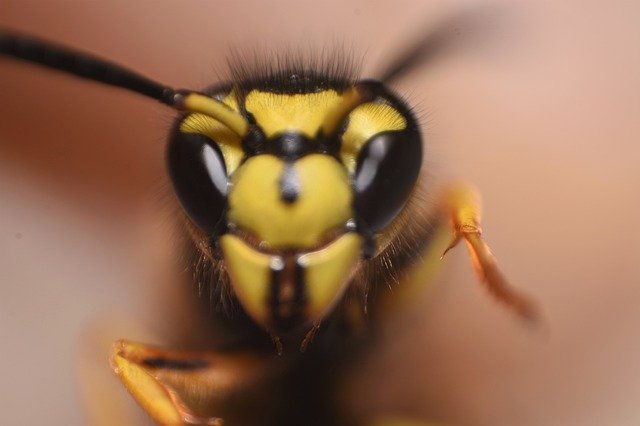Template Photo Macro Photography Bees Nature -  for OffiDocs