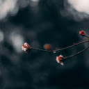 Macro Photography Of Red Flower Buds  screen for extension Chrome web store in OffiDocs Chromium