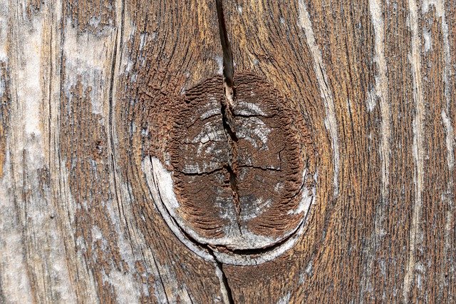 Free download Macro Photo Wood Grain Structure -  free photo or picture to be edited with GIMP online image editor