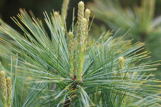 Macro Plant Green 무료 다운로드 - 무료 사진 또는 GIMP 온라인 이미지 편집기로 편집할 사진