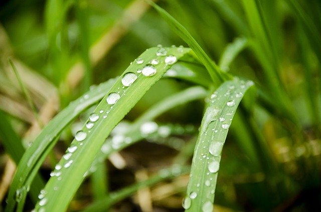 Bezpłatne pobieranie Macro Plant Letter - bezpłatne zdjęcie lub obraz do edycji za pomocą internetowego edytora obrazów GIMP