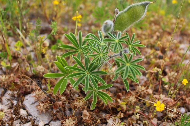 Descărcare gratuită Macro Plant Nature - fotografie sau imagini gratuite pentru a fi editate cu editorul de imagini online GIMP