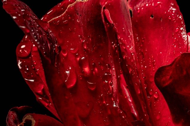 Безкоштовно завантажте Macro Rose Nature - безкоштовну фотографію або зображення для редагування за допомогою онлайн-редактора зображень GIMP