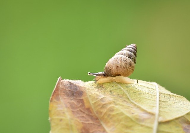 تنزيل Macro Salyangoz Wild مجانًا - صورة مجانية أو صورة ليتم تحريرها باستخدام محرر الصور عبر الإنترنت GIMP