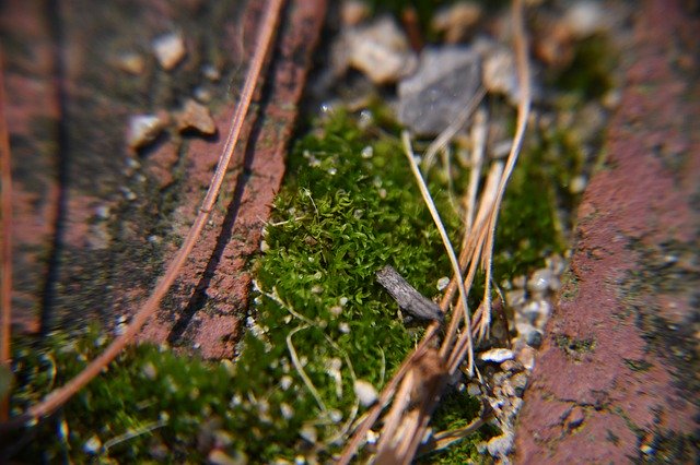 Téléchargement gratuit de Macro Sand Moss - photo ou image gratuite à modifier avec l'éditeur d'images en ligne GIMP