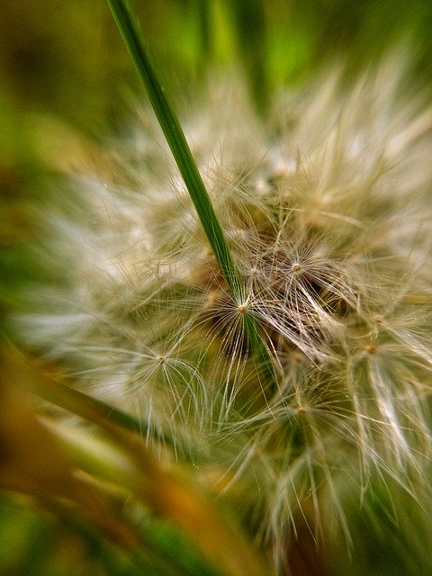 Free download Macro Seeds -  free photo or picture to be edited with GIMP online image editor