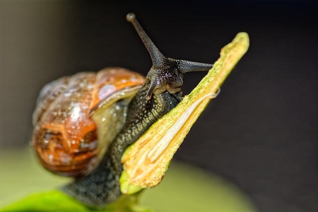 Free download macro snail branch climbing bokeh free picture to be edited with GIMP free online image editor