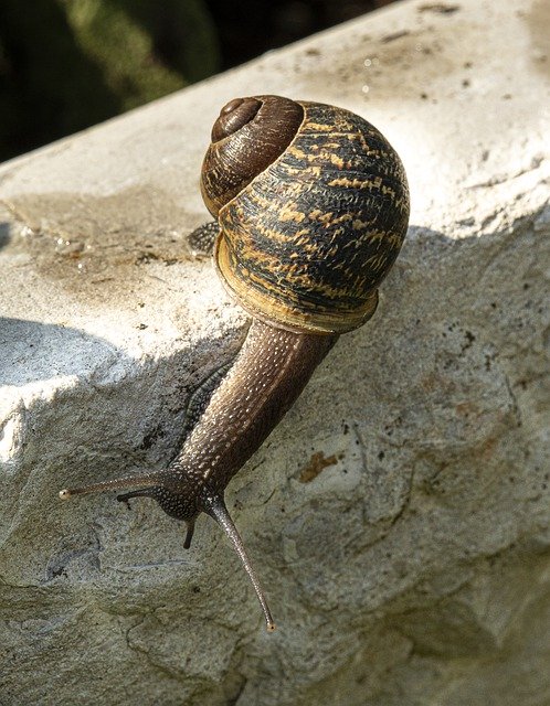 دانلود رایگان Macro Snail Nature - عکس یا تصویر رایگان قابل ویرایش با ویرایشگر تصویر آنلاین GIMP