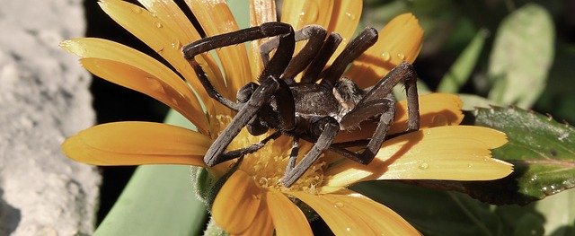 無料ダウンロードMacroSpiderGarden-GIMPオンライン画像エディタで編集できる無料の写真または画像