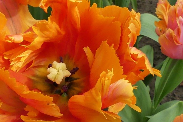 Free download Macro Tulip Orange -  free photo or picture to be edited with GIMP online image editor