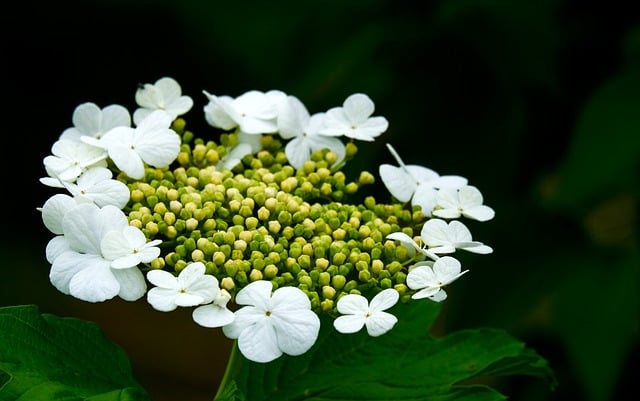 Free download macro viburnum flower nature bloom free picture to be edited with GIMP free online image editor