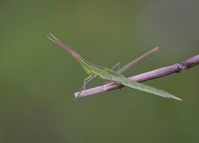 Free download Macro Wild Doğa -  free photo or picture to be edited with GIMP online image editor