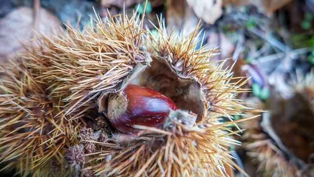 Free download Madeira Portugal Chestnut -  free photo or picture to be edited with GIMP online image editor