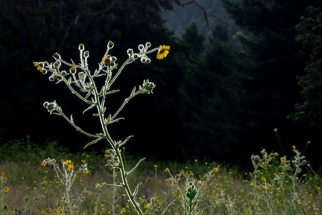 Téléchargement gratuit de Madia Flower Yellow - photo ou image gratuite à éditer avec l'éditeur d'images en ligne GIMP