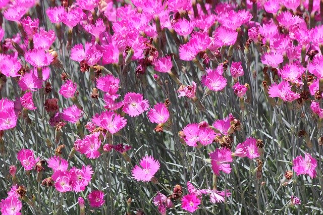 Descărcare gratuită Magenta Pink Flowers - fotografie sau imagini gratuite pentru a fi editate cu editorul de imagini online GIMP