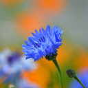Magical blue flower  screen for extension Chrome web store in OffiDocs Chromium