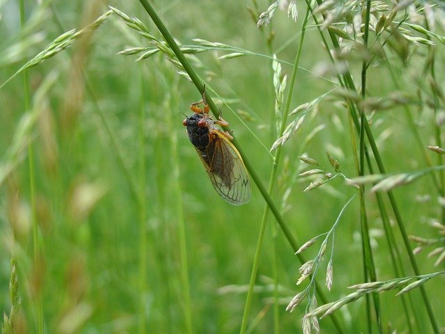 Free download magicicada periodical cicada cicada free picture to be edited with GIMP free online image editor